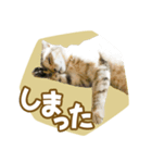 くつろぎ猫カフェnorara "ゆるふわ会話”（個別スタンプ：37）