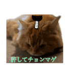レオくんスタンプ挨拶1（個別スタンプ：7）