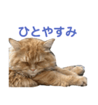 レオくんスタンプ挨拶1（個別スタンプ：9）