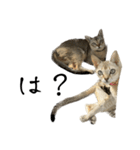 まめめとひめめ(腹黒版)（個別スタンプ：3）