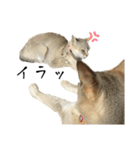 まめめとひめめ(腹黒版)（個別スタンプ：17）