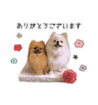 ここりりのすたんぷ（個別スタンプ：4）