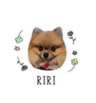 ここりりのすたんぷ（個別スタンプ：16）