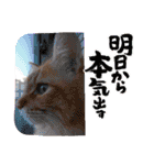 臆病者のツンデレらいくん2（個別スタンプ：8）