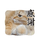 臆病者のツンデレらいくん2（個別スタンプ：31）