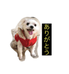 うちの子、マルチーズ 実写（個別スタンプ：1）