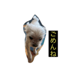 うちの子、マルチーズ 実写（個別スタンプ：2）