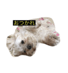 うちの子、マルチーズ 実写（個別スタンプ：7）