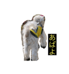 うちの子、マルチーズ 実写（個別スタンプ：12）