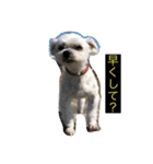 うちの子、マルチーズ 実写（個別スタンプ：13）