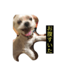 うちの子、マルチーズ 実写（個別スタンプ：21）