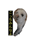 うちの子、マルチーズ 実写（個別スタンプ：26）