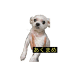 うちの子、マルチーズ 実写（個別スタンプ：27）