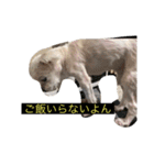 うちの子、マルチーズ 実写（個別スタンプ：37）