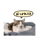 そばかす猫のつぐみ（個別スタンプ：21）