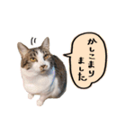 そばかす猫のつぐみ（個別スタンプ：22）