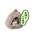 そばかす猫のつぐみ（個別スタンプ：25）