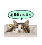 そばかす猫のつぐみ（個別スタンプ：26）