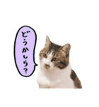 そばかす猫のつぐみ（個別スタンプ：34）