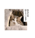 そばかす猫のつぐみ（個別スタンプ：37）