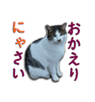 九州ストレイキャッツ〜その2〜（個別スタンプ：3）
