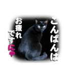 九州ストレイキャッツ〜その2〜（個別スタンプ：5）