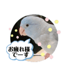 マメルリハ達9（個別スタンプ：3）
