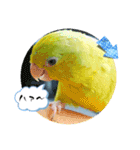 マメルリハ達9（個別スタンプ：4）