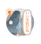 マメルリハ達9（個別スタンプ：6）
