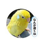 マメルリハ達9（個別スタンプ：8）