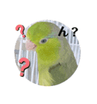 マメルリハ達9（個別スタンプ：9）