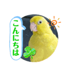 マメルリハ達9（個別スタンプ：12）