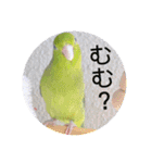 マメルリハ達9（個別スタンプ：13）