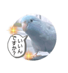 マメルリハ達9（個別スタンプ：15）