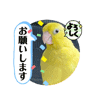マメルリハ達9（個別スタンプ：16）