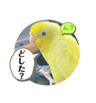 マメルリハ達9（個別スタンプ：20）