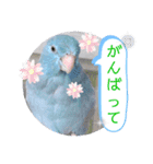 マメルリハ達9（個別スタンプ：22）
