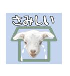 山羊大好き、沖縄大好き（個別スタンプ：30）