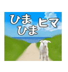 山羊大好き、沖縄大好き（個別スタンプ：36）