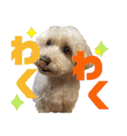 シュナプーのセナ3（個別スタンプ：3）