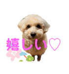 シュナプーのセナ3（個別スタンプ：4）