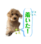 シュナプーのセナ3（個別スタンプ：18）