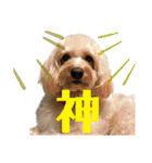シュナプーのセナ3（個別スタンプ：24）
