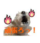 シュナプーのセナ3（個別スタンプ：25）