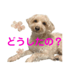 シュナプーのセナ3（個別スタンプ：26）
