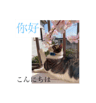 風景写真でご挨拶(日本語と繁体字)（個別スタンプ：5）