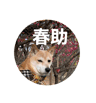 春助のスタンプ①（個別スタンプ：1）