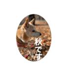 春助のスタンプ①（個別スタンプ：5）