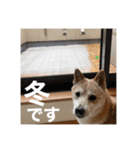 春助のスタンプ①（個別スタンプ：6）