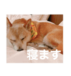 春助のスタンプ①（個別スタンプ：11）